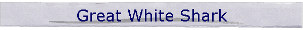 Great White Shark