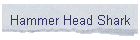 Hammer Head Shark