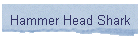 Hammer Head Shark