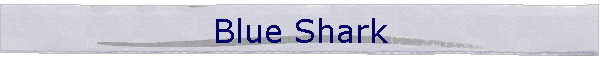 Blue Shark