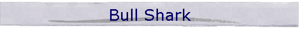 Bull Shark