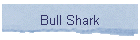 Bull Shark