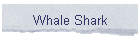 Whale Shark