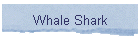Whale Shark