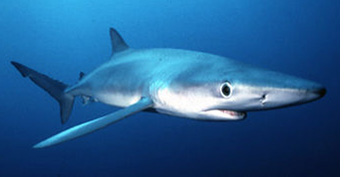 Blue Shark.  Copyright 1998 Steve Drogin