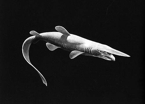goblin shark