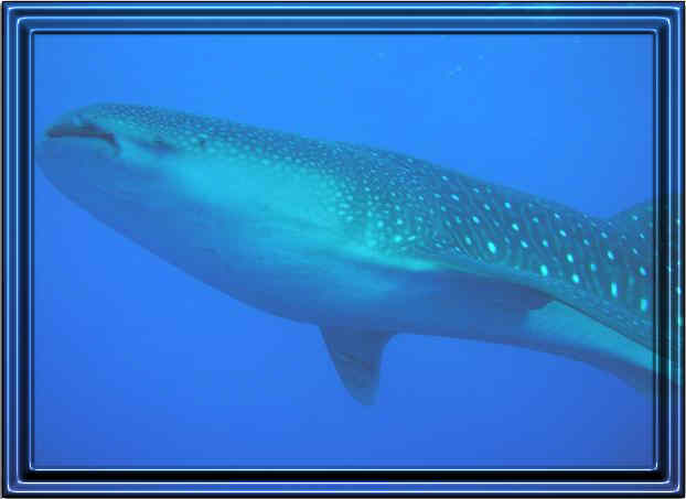 Whale Shark in the blue